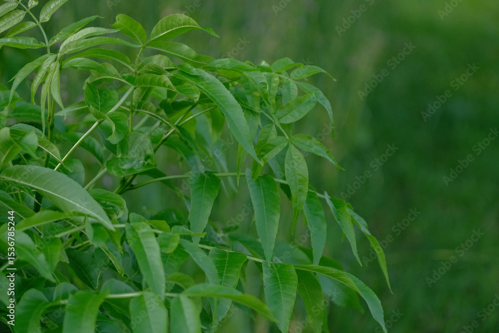Fraxinus excelsior branch close up. Fresh leaves of Fraxinus excelsior tree in spring Fraxinus excelsior branch close up. Fresh leaves of Fraxinus excelsior tree in spring