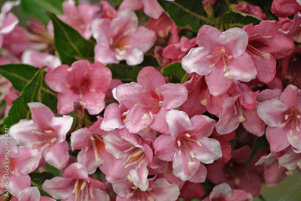 Obraz premium Weigela is a decorative flowering shrub. Blooming pink veigela in the garden. Ornamental shrub with beautiful pink flowers.