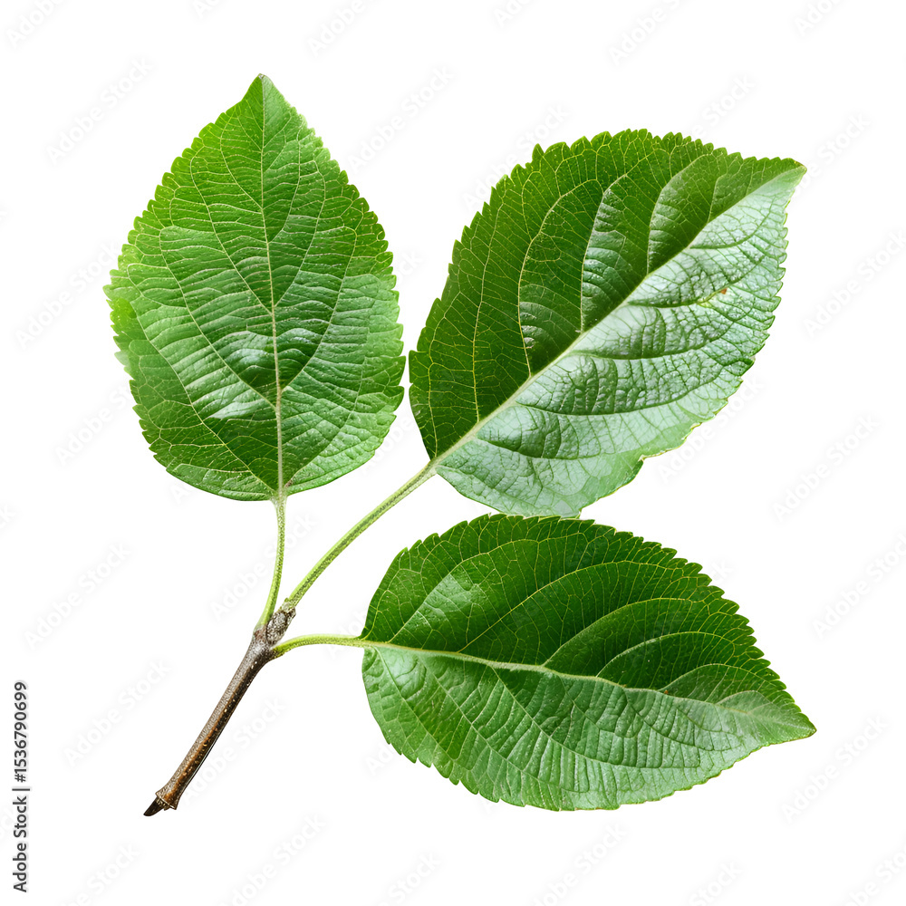 Fototapeta premium Vibrant Green Apple Tree Leaves on Black Background,