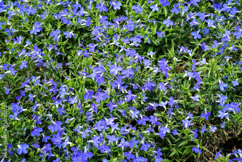 Canvas Print Blue lobelia flowers