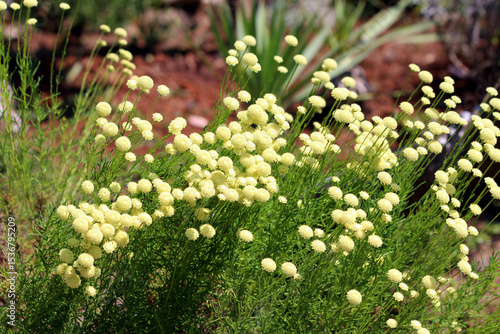 Santolina chamaecyparissus cotton lavender displays dense clusters of pale yellow button-shaped flowers on aromatic gray-green foliage in a sunlit garden bed.