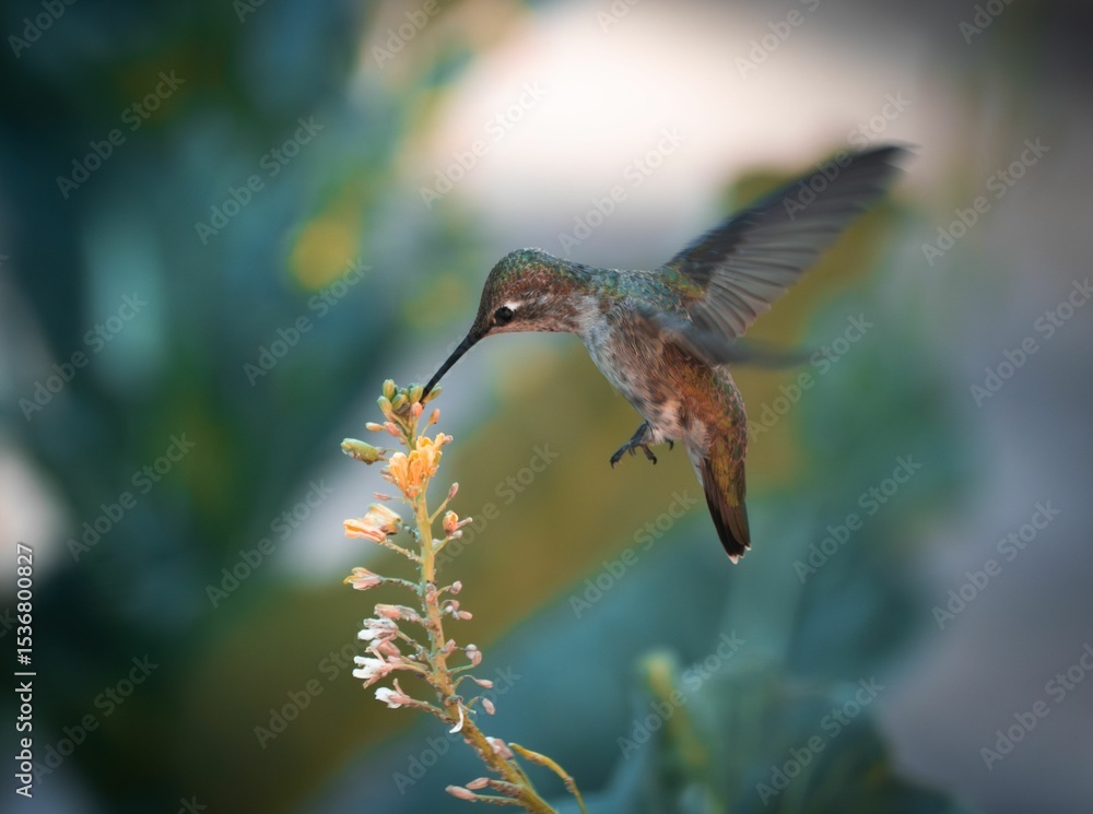 Fototapeta premium Hummingbird in Motion