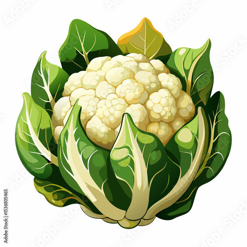 cauliflower vector illustration