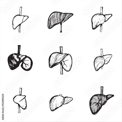 set of human liver