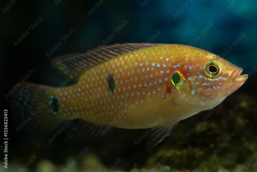 Close-up of a young Jewel Cichlid (Hemichromis lifalili) Close-up of a young Jewel Cichlid (Hemichromis lifalili)