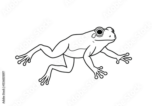 Flying frog drawing. It is a black and white outline image of a flying frog, showcasing its distinctive splayed limbs for gliding. Vector sketch line art draw.