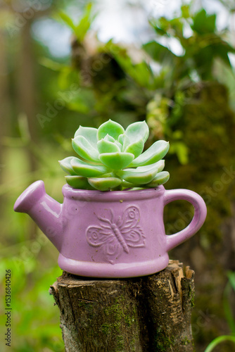 A charming succulent sits inside a small pink watering-can-shaped pot, blending cuteness with natural elegance in soft ligh