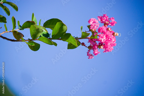 A vibrant crape myrtle flower blooms in vivid detail, standing out beautifully against the clear blue sky in the background.