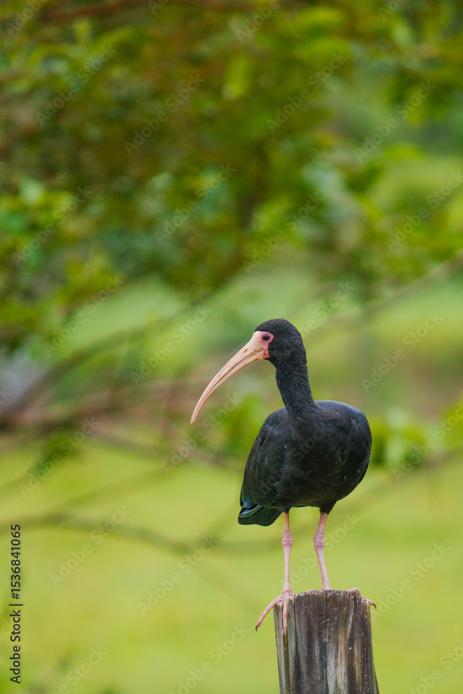 Fototapeta premium This photograph captures a Black-faced Ibis (Phimosus infuscatus) perched gracefully atop a rustic wooden fence in a green pasture. Its slender, curved beak and glossy, dark feathers are striking agai