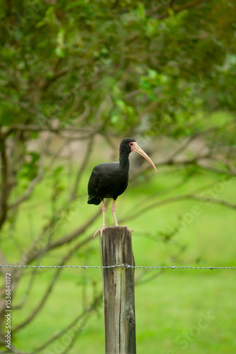 This photograph captures a Black-faced Ibis (Phimosus infuscatus) perched gracefully atop a rustic wooden fence in a green pasture. Its slender, curved beak and glossy, dark feathers are striking agai