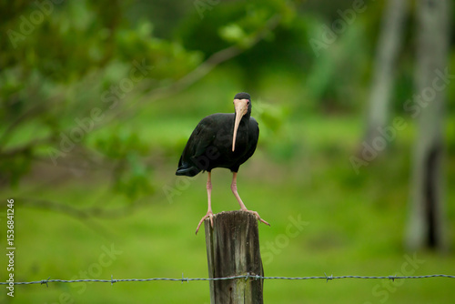 This photograph captures a Black-faced Ibis (Phimosus infuscatus) perched gracefully atop a rustic wooden fence in a green pasture. Its slender, curved beak and glossy, dark feathers are striking agai