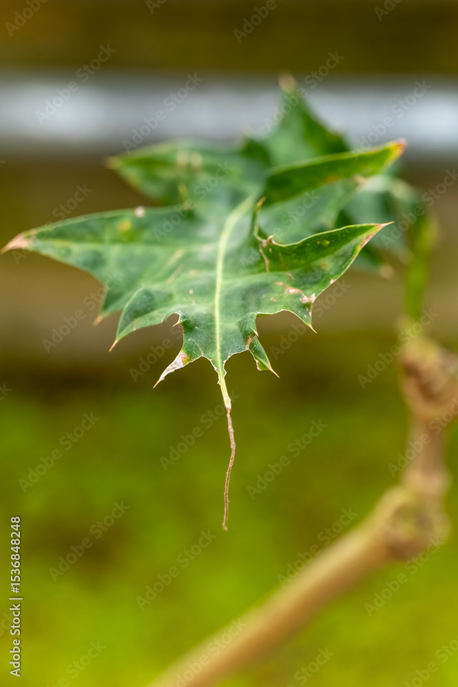Naklejka premium Vibrant green maple leaf clings to its branch under soft sunlight in an enchanting garden setting