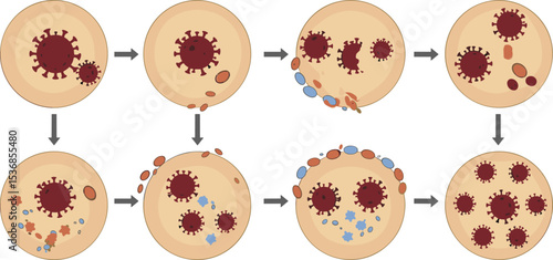 Virus replication cycle inside host cell, viral infection stages illustration, cell invasion diagram, medical biology concept, scientific education image

 flat vector illustration