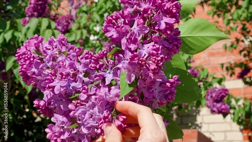 The hand touches the lilac flowers