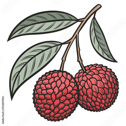 Lychee fruit illustration vector image of two fruits with leaves on a branch exotic tropical food art vector
