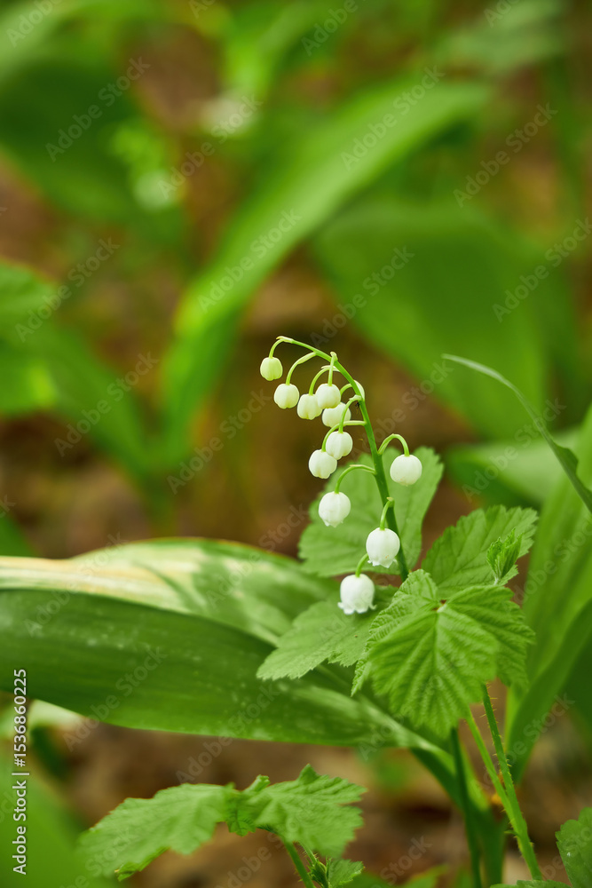 Obraz premium Delicate Lily of the Valley Flowers