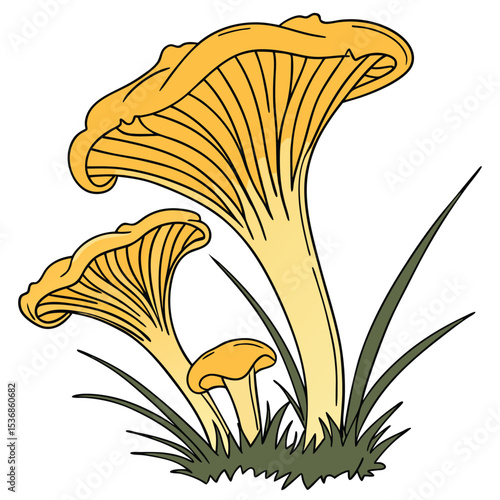 Illustration of chanterelle mushrooms edible fungi in grass isolated on white background vector drawing vector
