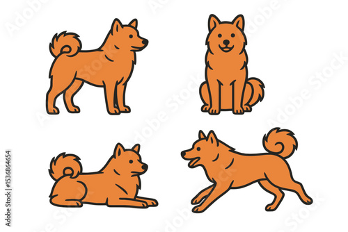 Finnish Spitz in different poses and expressions on a transparent background