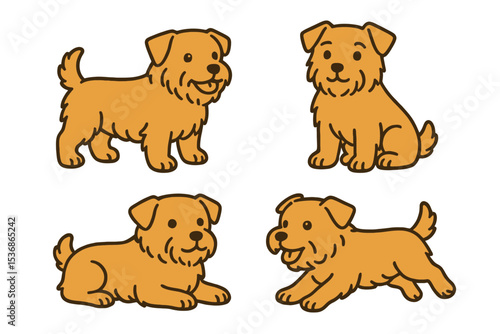 Norfolk Terrier in various poses and positions on a transparent background 