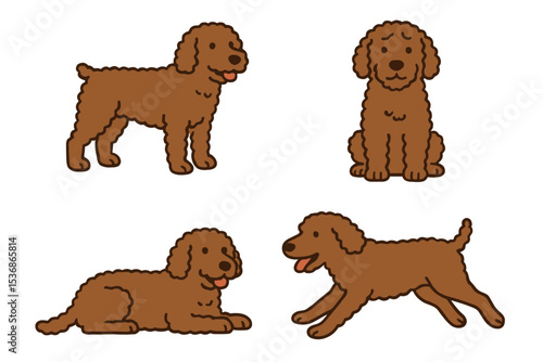 Spanish Water Dog in different poses on transparent background