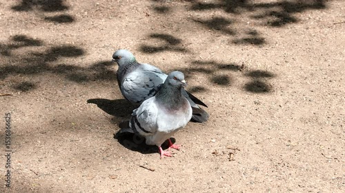 Pigeons