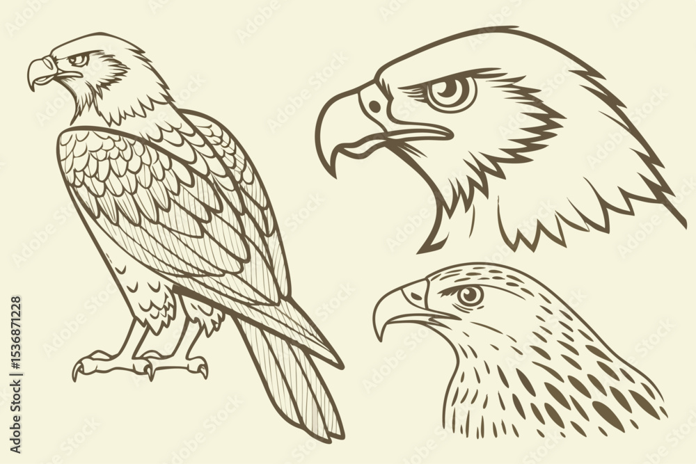 Obraz premium sketch of a eagle