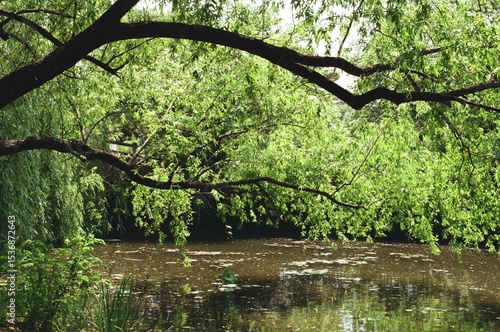 spring in the park
