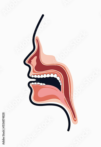 An abstract anatomical illustration of the human oral cavity in profile, showcasing the layers of the tongue, teeth, and pharynx for speech therapy visuals.
