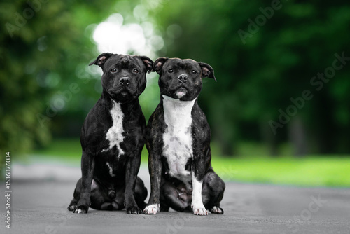 two amazing Staffordshire bull terrier dog black and white