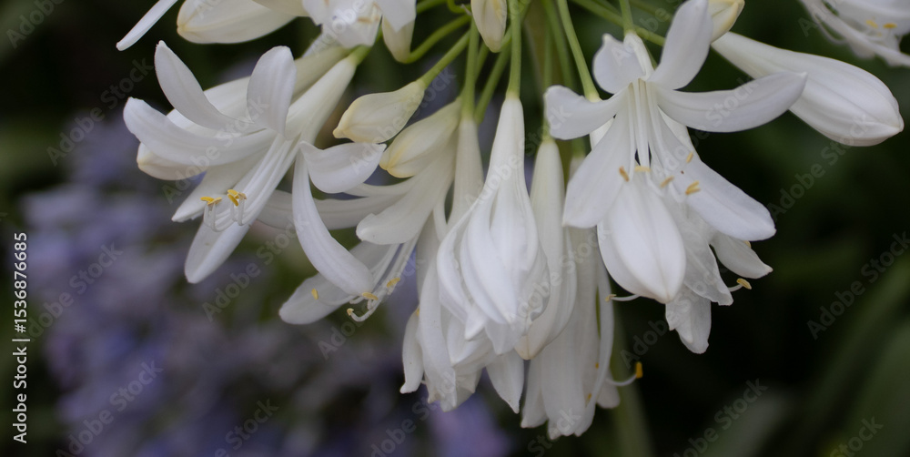 Fototapeta premium Macro shot of numerous white Agapanthus flowers and buds with a softly blurred background.