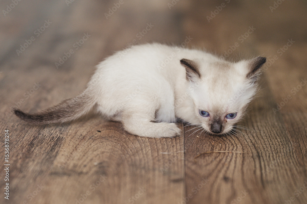 Fototapeta premium siamese kitten 