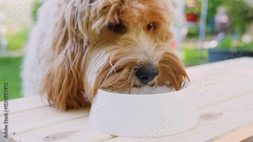 Brown curly-haired dog drinks water from an outdoor bowl