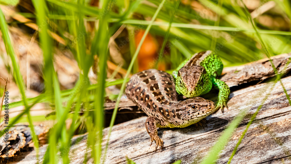 Fototapeta premium Lacerta agilis, sand lizard, on a sunny spring day