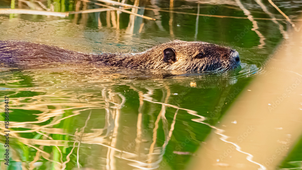 Myocastor coypus, nutria, on a sunny spring day Myocastor coypus, nutria, on a sunny spring day