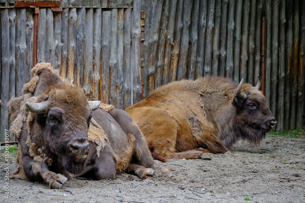 Fototapeta premium American bison in the zoo