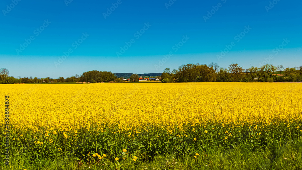 Fototapeta premium Spring landscape with yellow rapeseed fields near Sattlern, Arnstorf, Rottal Inn, Bavaria, Germany