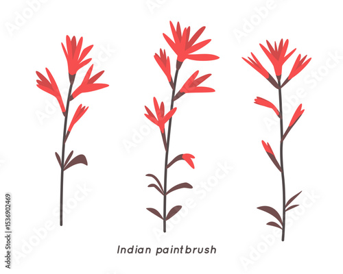 Indian Paintbrush Minimalist Floral Illustration. Trendy Botanical Vector Art.
