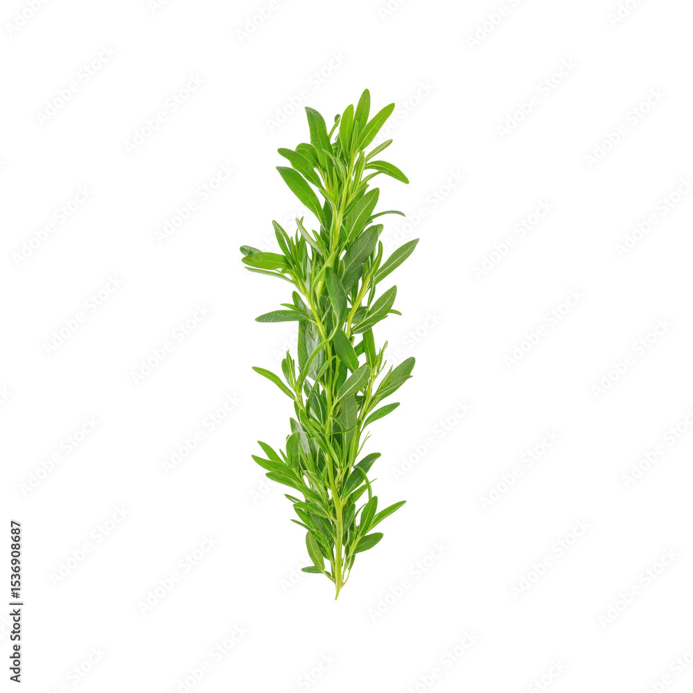 Naklejka premium Fresh Sprig of Summer Savory Herb Isolated on Black Background