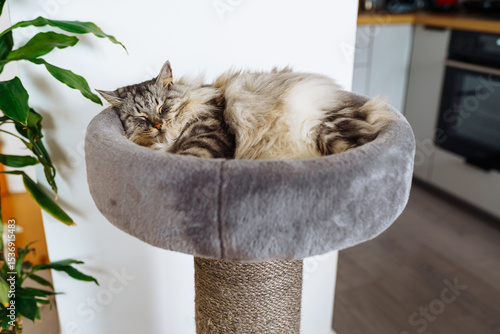 domestic cat sleeping on cat tree scratching post