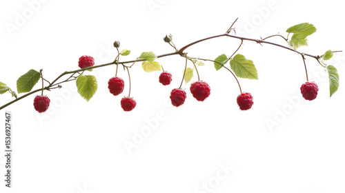  Branch of ripe raspberries hanging on transparent background