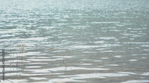 Detail of the moving lake water with rushes sprouting from the water