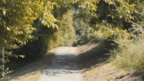Tilt down from green tree leaves to a trail in the woods, selective focus
