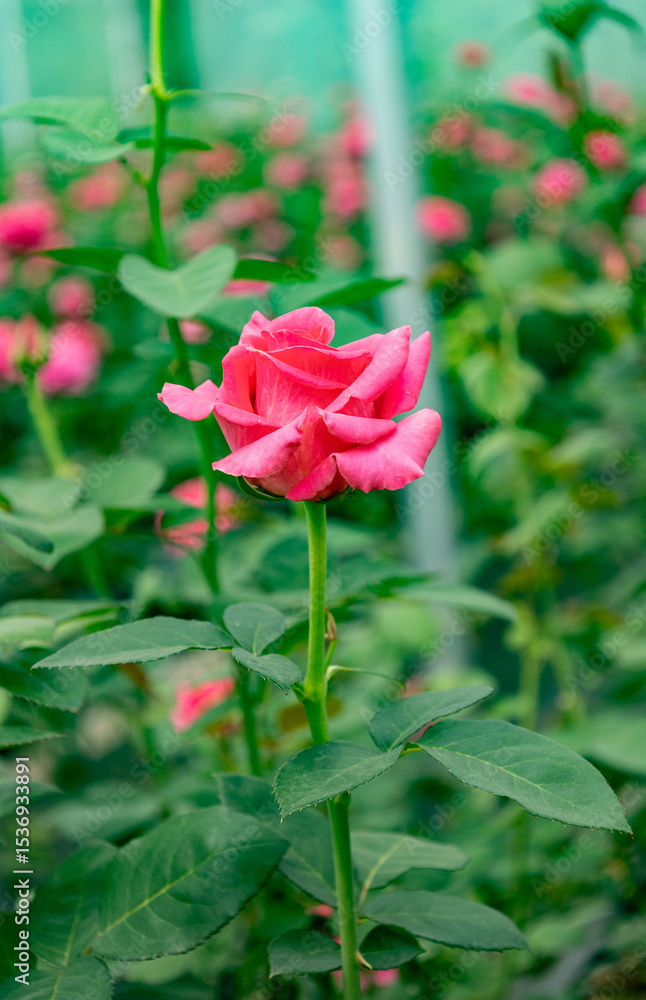 Obraz premium Single pink rose with Soft Green Bokeh