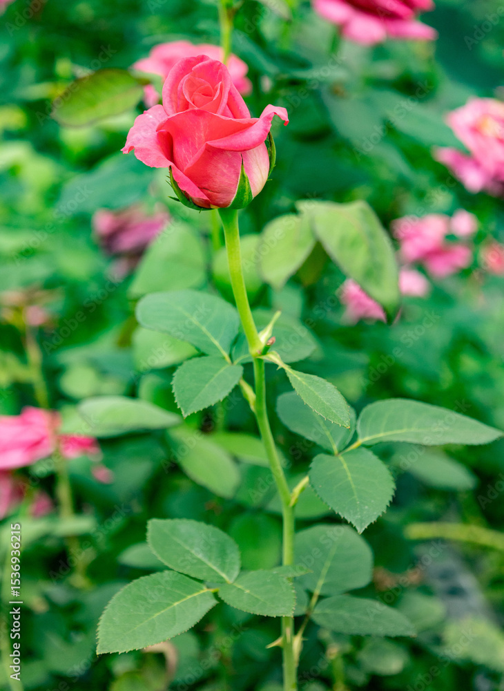 Obraz premium Single pink rose with Soft Green Bokeh