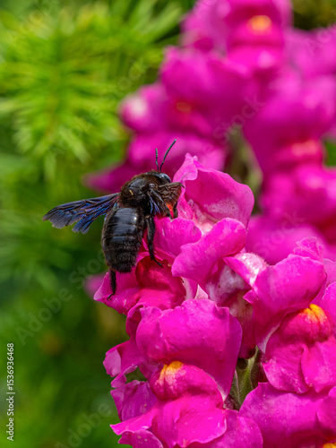 Holzbiene - Xylocopa auf Löwenmaul (Antirrhinum majus) 