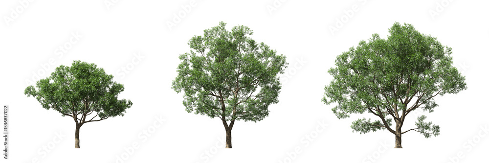 Fototapeta premium Cut out realistic greenery trees collection on transparent backgrounds. high quality 3d rendering. png format 