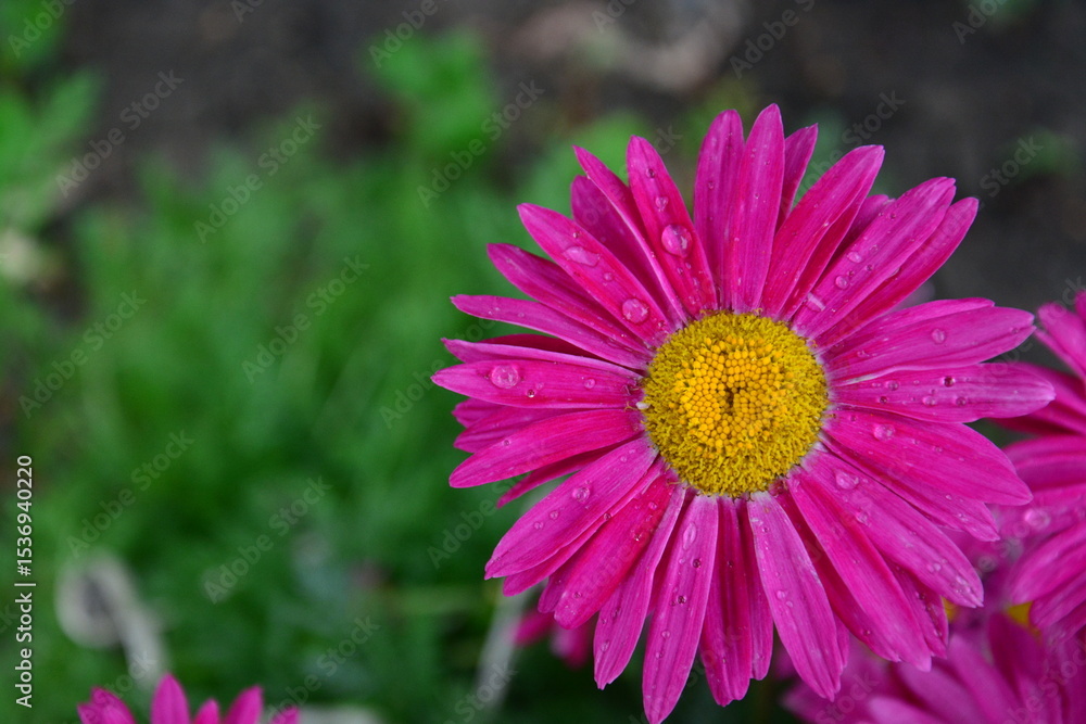 Obraz premium Pink daisy close-up with water drops on petals after rain