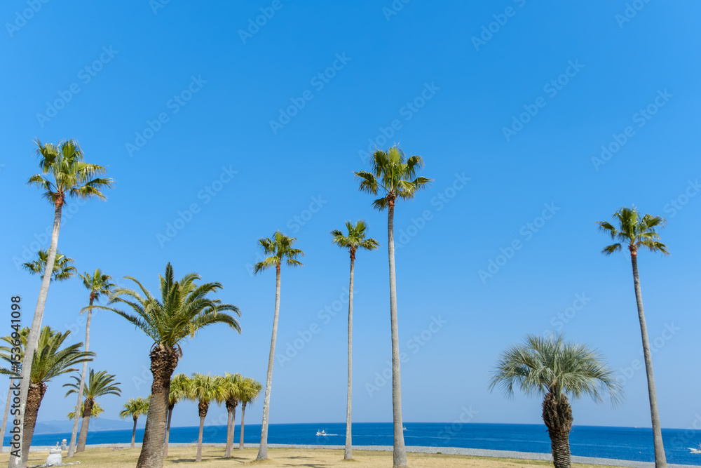 Fototapeta premium 南国の海辺に並ぶヤシの木と青空の風景
