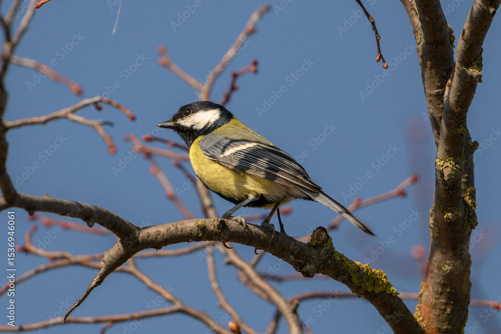 Fototapeta premium Great Tit Perched on Bare Branch Against Clear Blue Sky