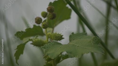 Spiny burs of common cocklebur plant, Xanthium strumarium, hooked seed pods clinging to surfaces, invasive weed, natural dispersal mechanism, macro detail.